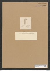 Amphora perpusilla Grun. (de-Toni-Nr.: Genus 36, Species 1615) Zeichnungen Sammlung Grunow Nr. 3097 (NHMW-BOT-W0370510)